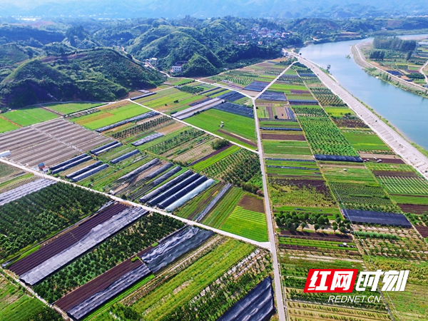 8月11日，怀化市洪江区桂花园乡茅头园村，500亩花卉种植基地。湖南日报记者 徐行 摄.JPG