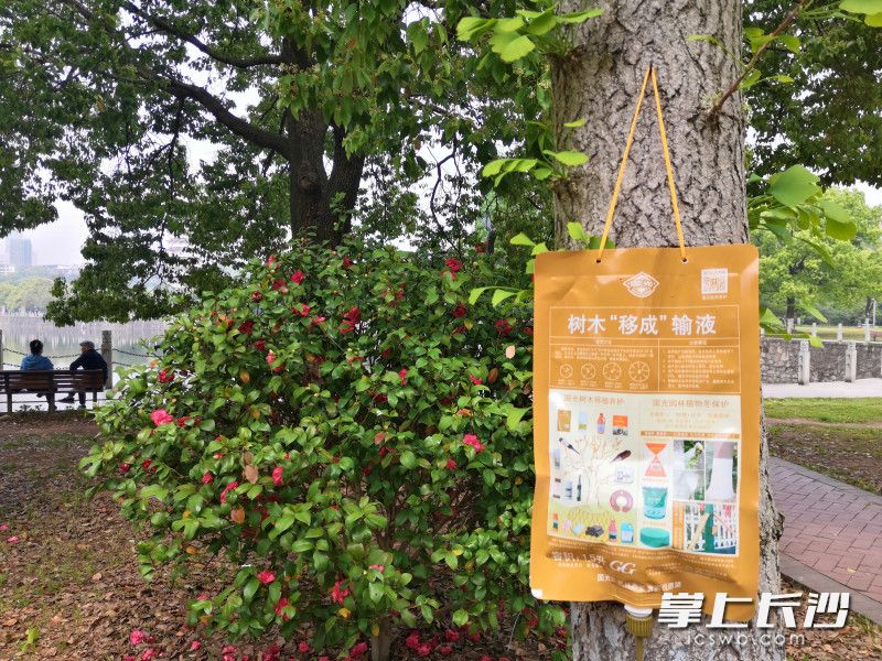 烈士公园的银杏树正在接受打吊针输液。图片均为长沙晚报全媒体记者 贺文兵 摄