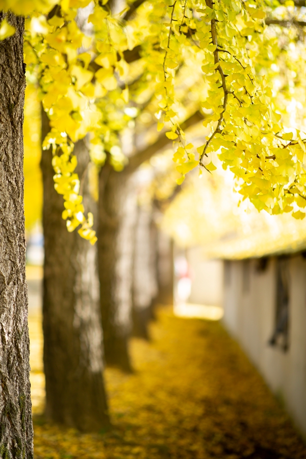 _A3A0559-1_副本.jpg _A3A0559-1_副本.jpg