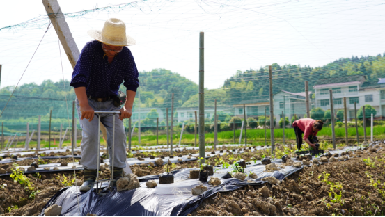 衡山：谷雨时节 农民田间劳作忙462.png