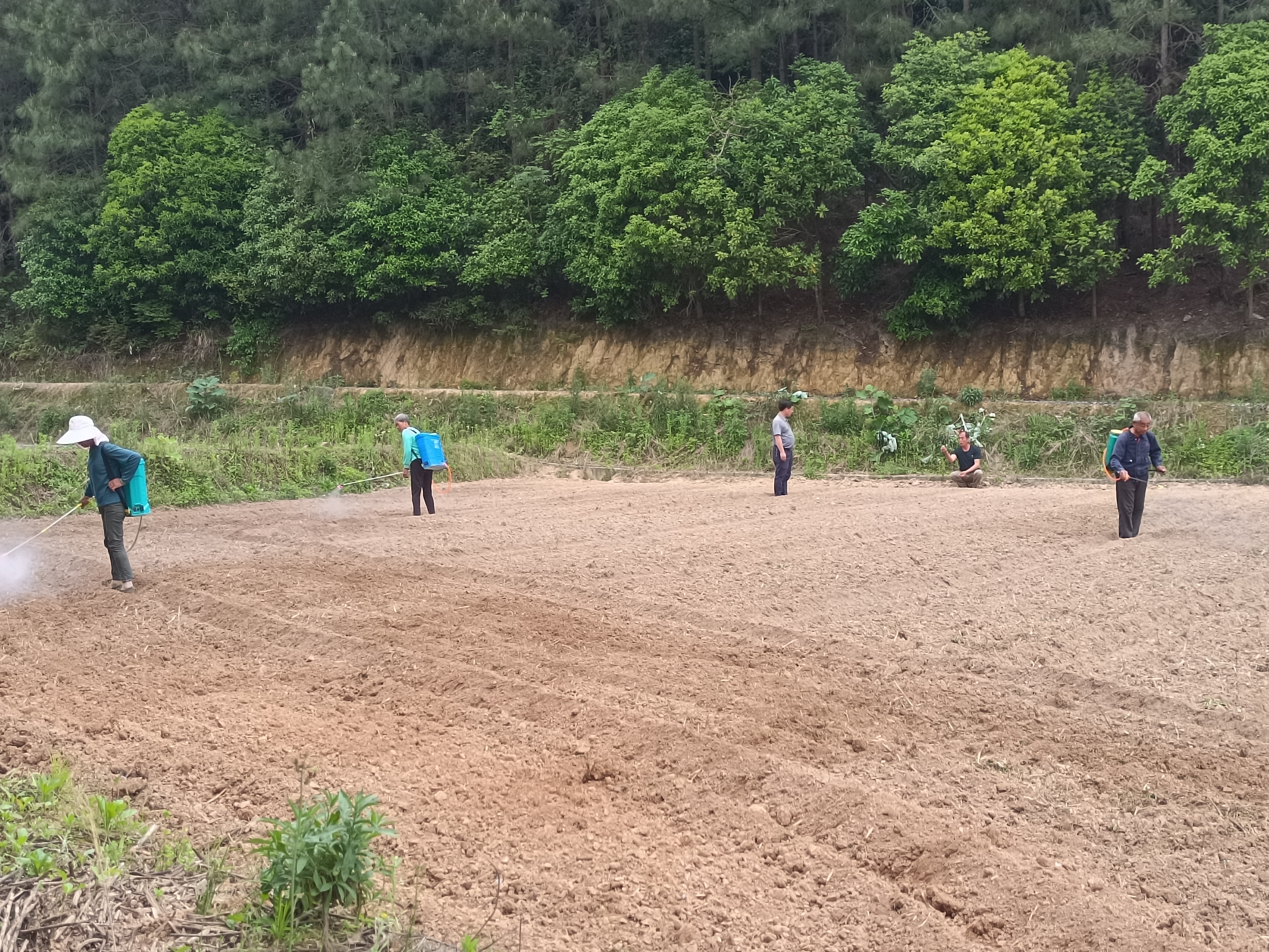 打鼓坪乡双丰村： 春耕生产正当时 油茶基地忙种植1.jpg