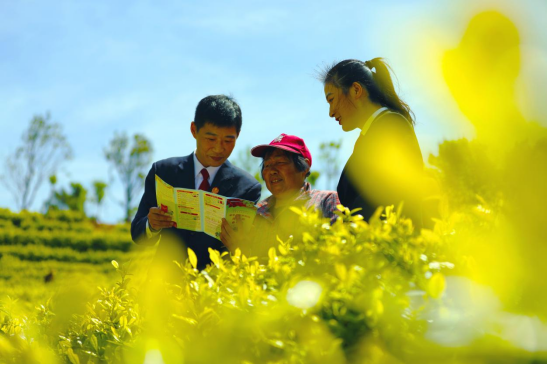 衡山县人民法院：送法进茶园 释放普法“新动能”555.png