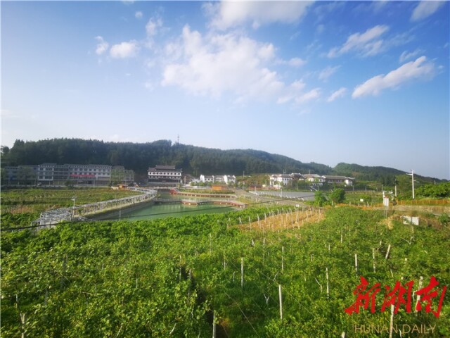 湖南日报要闻版头条丨红色沃土春意浓——湘西土家族苗族自治州革命老区振兴发展见闻