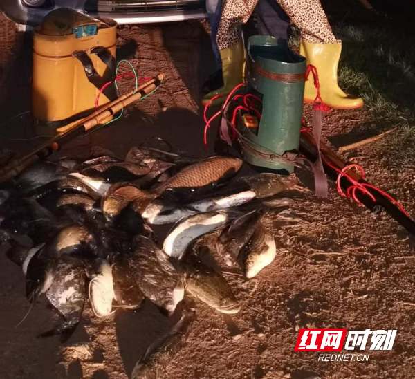 电捕鱼器捕鱼50多斤，6人被澧县警方依法处置！