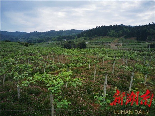 湖南日报要闻版头条丨红色沃土春意浓——湘西土家族苗族自治州革命老区振兴发展见闻