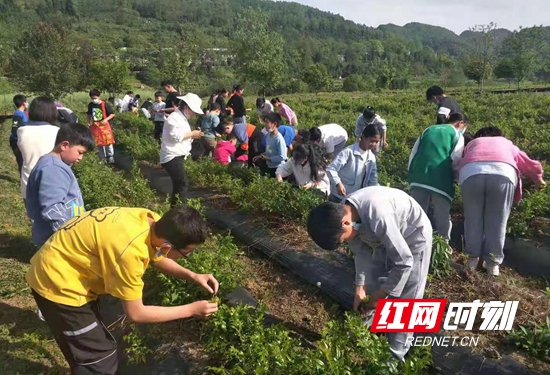 茅岩河九年制学校学生在莓茶示范基地采茶。.jpg