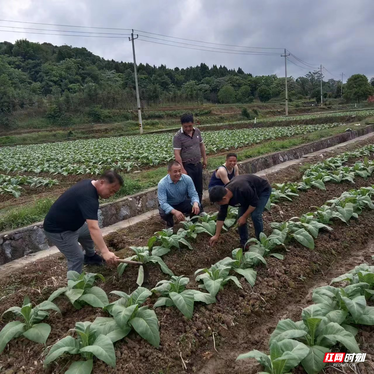 导师们田间地头实务指导。.jpg