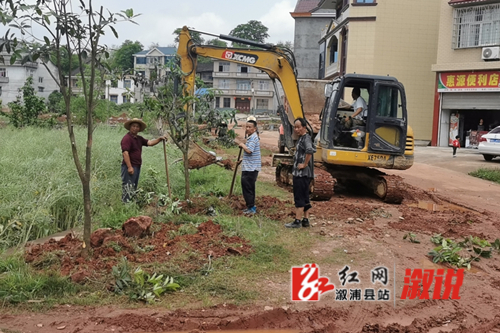 莲塘植树_副本.jpg