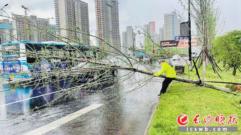 　　开福交警大队辅警叶进清理道路上倒下的树木。开福交警供图