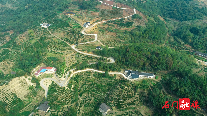 重阳树社区产业路航拍图_副本.jpg