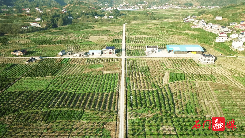 高标准脐橙基地航拍图_副本.jpg