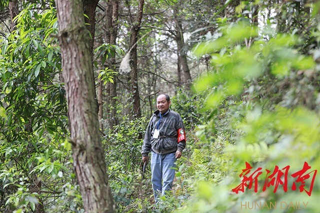 湖南日报版面头条︱会同县：扎实推进“五巡五防”，全力守护绿水青山