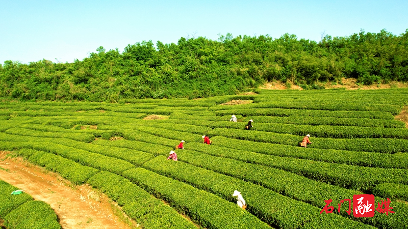 DJI_0426_副本.jpg