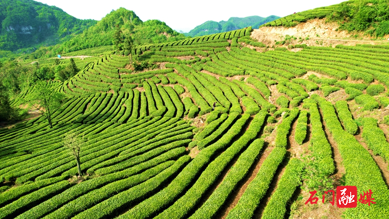 DJI_0410_副本.jpg
