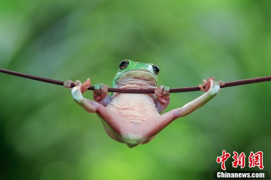 图片来源:视觉中国青蛙也在练"核心力量"