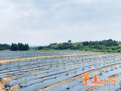 【乡村振兴】宁远大界村：“抛荒地”变身“致富地”   擘画乡村振兴美丽新蓝图1_副本500.jpg