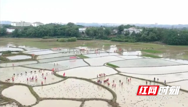 永州经开区党员干部“接地气” 助农插秧暖民心