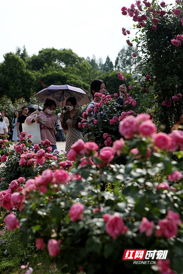 这么近·那么美丨“五一”好去处，湖南省植物园繁花引客来