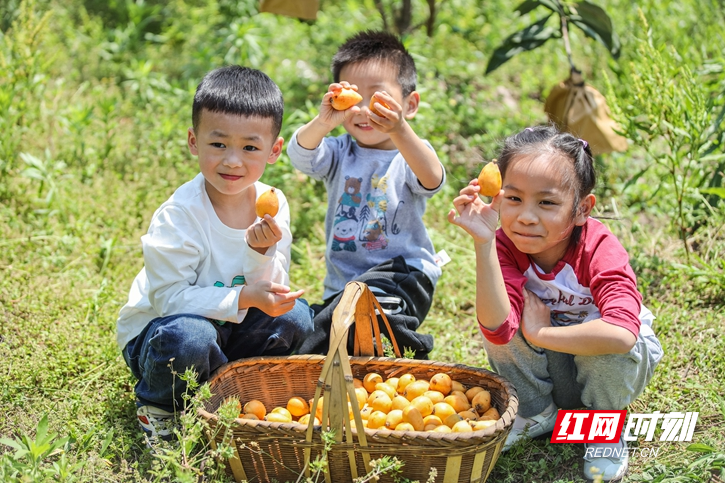 枇杷熟 采摘乐 (5).jpg