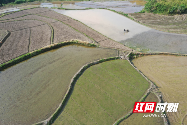 湖南蓝山：春耕大地美（组图）