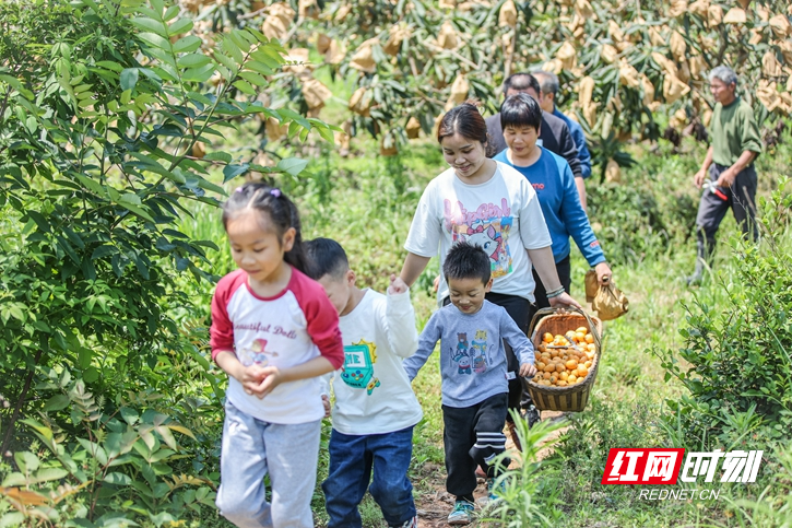 枇杷熟 采摘乐 (4).jpg