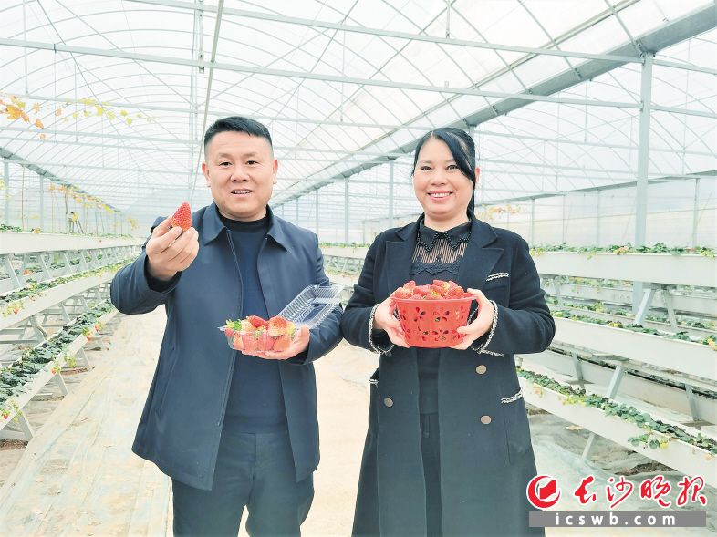 　　在双龙村龙润农庄，贺小平、谢尚明夫妇种植的无土草莓很受欢迎。  