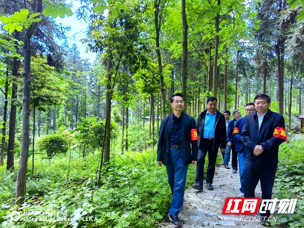 洞口县：林长巡林常态化，森林防火“永无休”_邵阳头条网