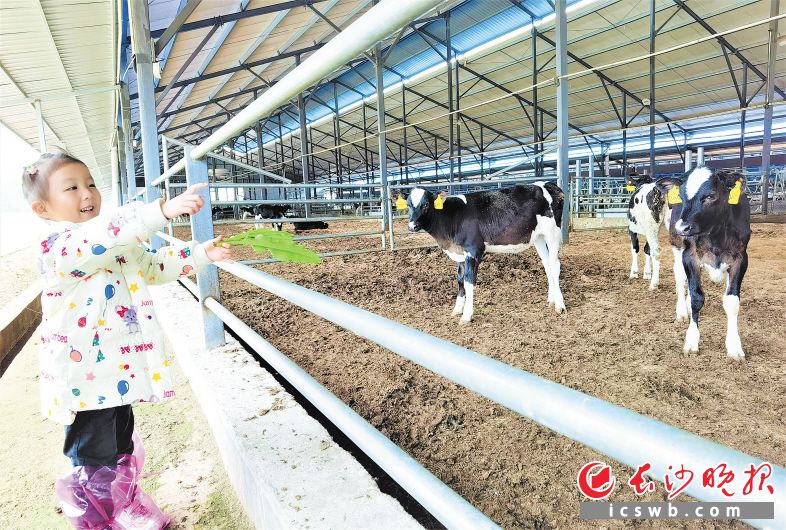 　　在双龙村的奶牛场里，小朋友和小奶牛亲密接触。           均为长沙晚报全媒体记者张禹摄