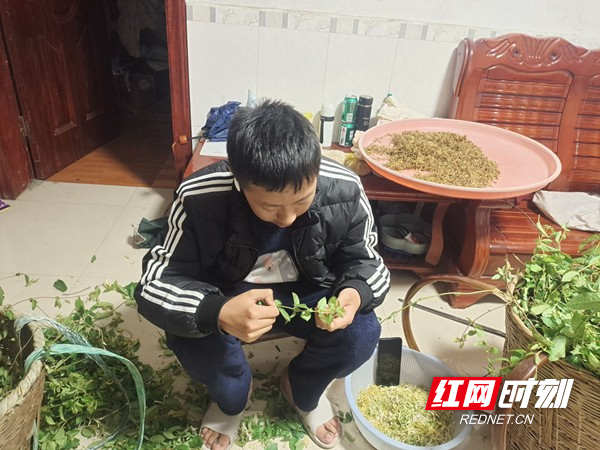 采摘金银花.jpg