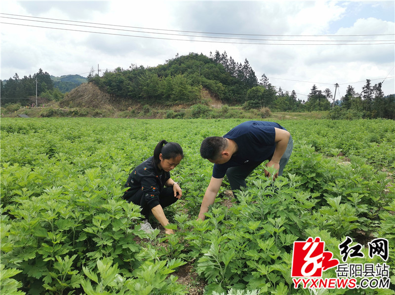 许三星正在指导徐国敏除草分苗_副本.jpg