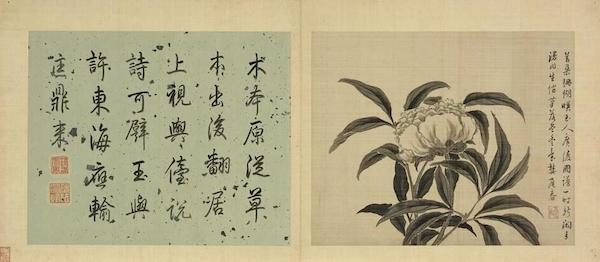 《芍药》 本幅选自台北故宫博物院藏蒋廷锡“写生花卉”册