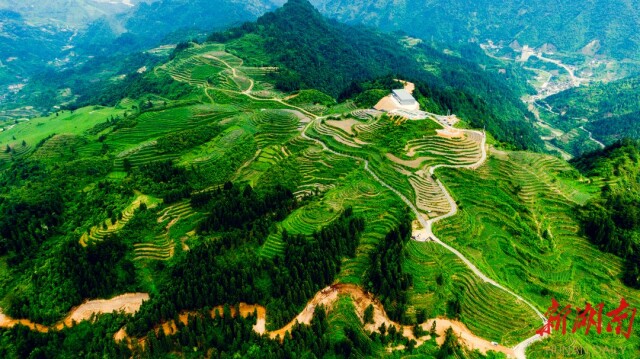 湖南日报头版头条｜古丈茶叶公共品牌放异彩