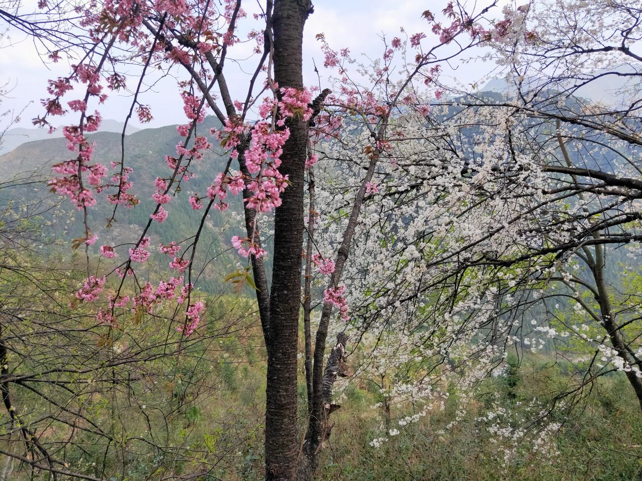 野樱桃1.png