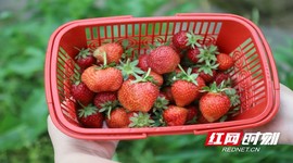 “草莓姐”的“莓”麗事業