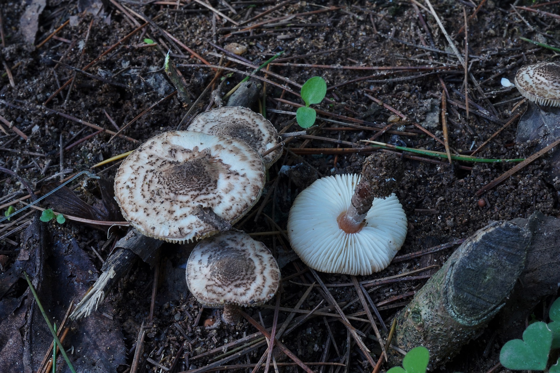 湖湘自然历丨蘑菇疯长⑬趁你馋，要你命