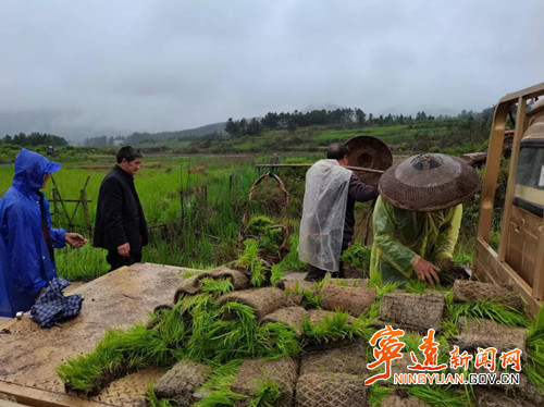 宁远:及时补插秧苗 雨后自救减少损失1_副本500.jpg 宁远:及时补插秧苗 雨后自救减少损失1_副本500.jpg