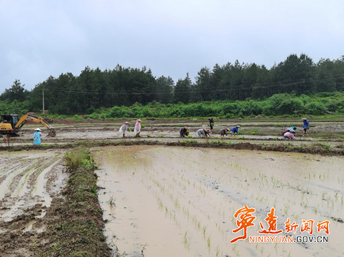 宁远:及时补插秧苗 雨后自救减少损失2_副本500.jpg 宁远:及时补插秧苗 雨后自救减少损失2_副本500.jpg