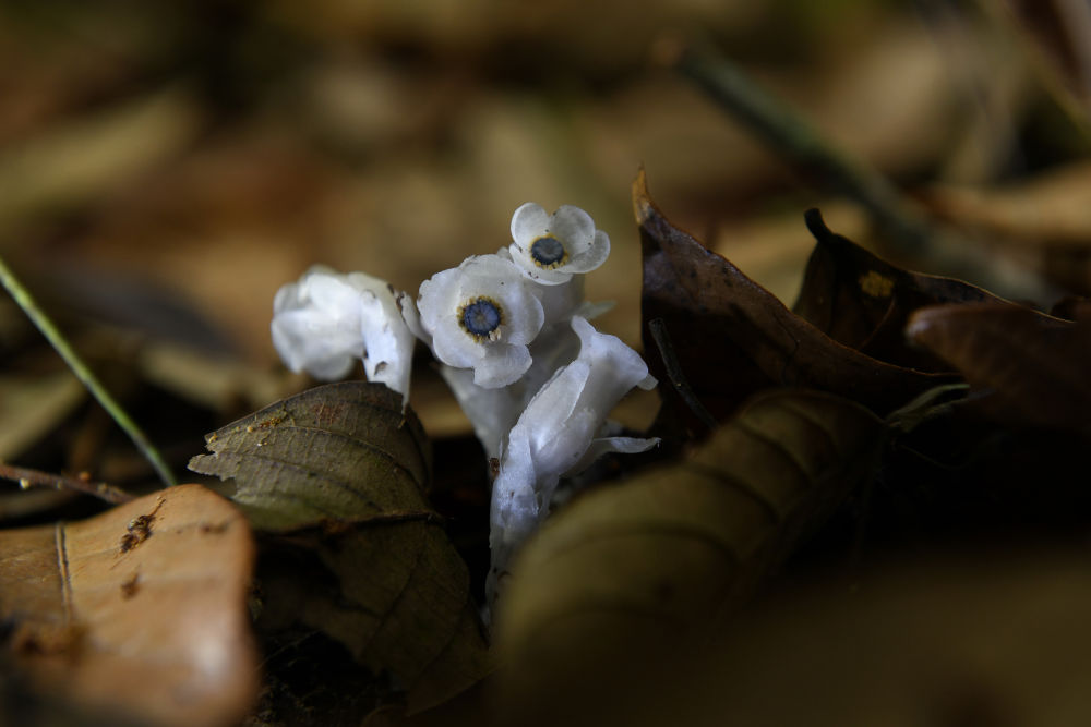 萌萌的球果假沙晶兰