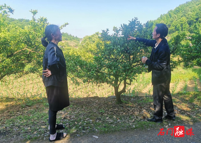 子良镇：多措并举开展柑橘病虫害绿色综合防控2.jpg