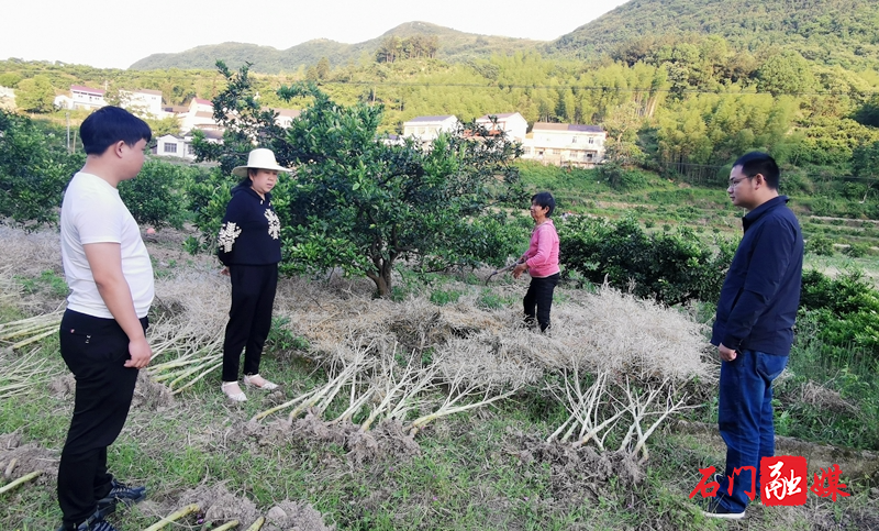 石门新铺镇：全民禁烧秸秆  守护一方蓝天1.jpg