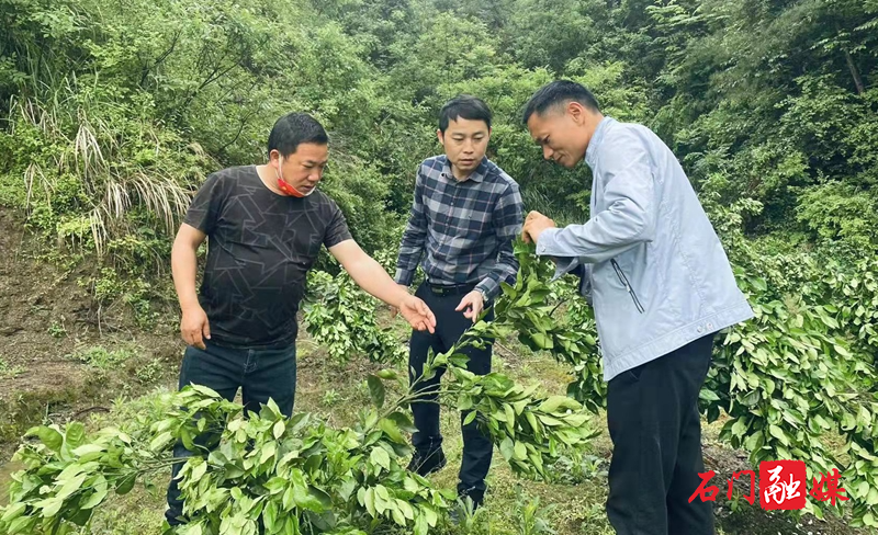 维新镇：持续为本镇脐橙产业发展注入新动力1.jpg