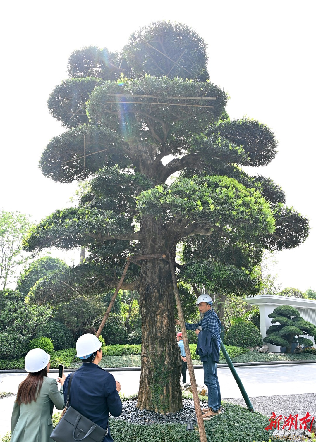 湖南日报|长沙小区建成古松博物馆  珍稀松树古树就有24株