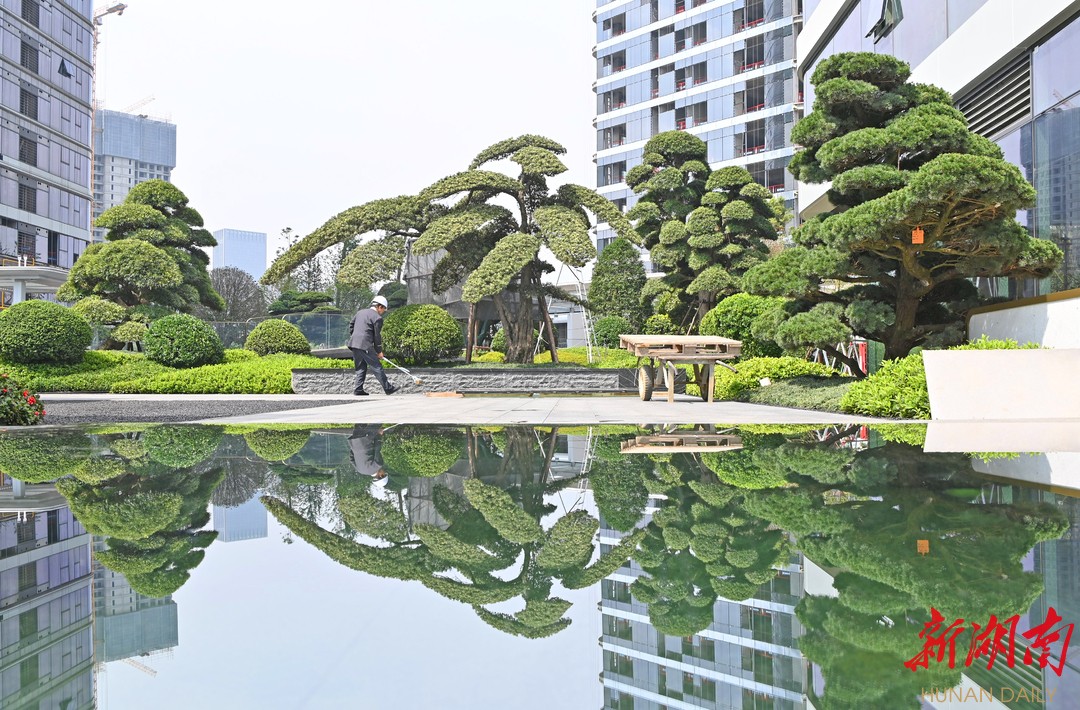 湖南日报|长沙小区建成古松博物馆  珍稀松树古树就有24株