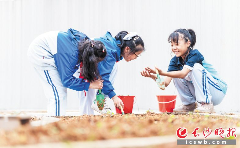 　　在岳麓区潭州实验小学的星空农场，孩子们在劳动。  均为长沙晚报全媒体记者周数邑摄