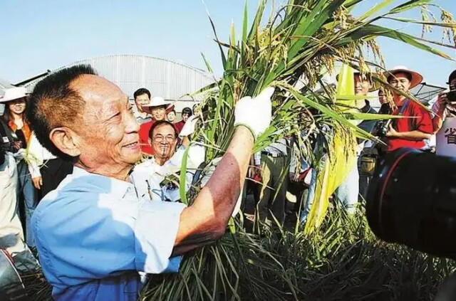 长沙院士“一桌菜”①丨丰 碑——追忆“杂交水稻之父”袁隆平院士