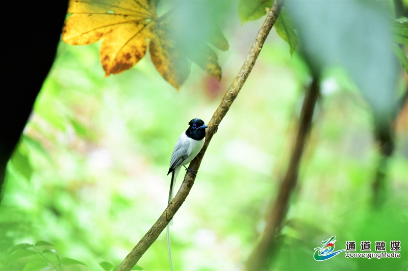 3-红白寿带鸟,有雄鸟、有雌鸟,雄鸟拖曳着绶带形的长尾在林间往返飞行…….jpg 3-红白寿带鸟,有雄鸟、有雌鸟,雄鸟拖曳着绶带形的长尾在林间往返飞行…….jpg