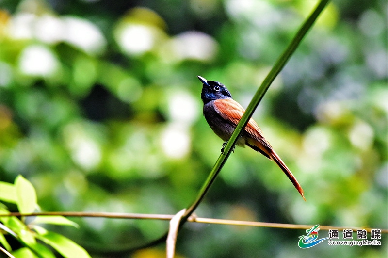 1-0栗色型,寿带鸟栖息在树枝上 .jpg 1-0栗色型,寿带鸟栖息在树枝上 .jpg