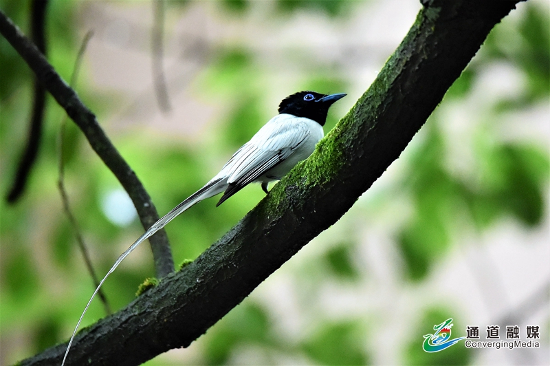 1-1白色型 ,长尾摇曳,非常优雅悦目,白色绶带鸟相对罕见.jpg 1-1白色型 ,长尾摇曳,非常优雅悦目,白色绶带鸟相对罕见.jpg