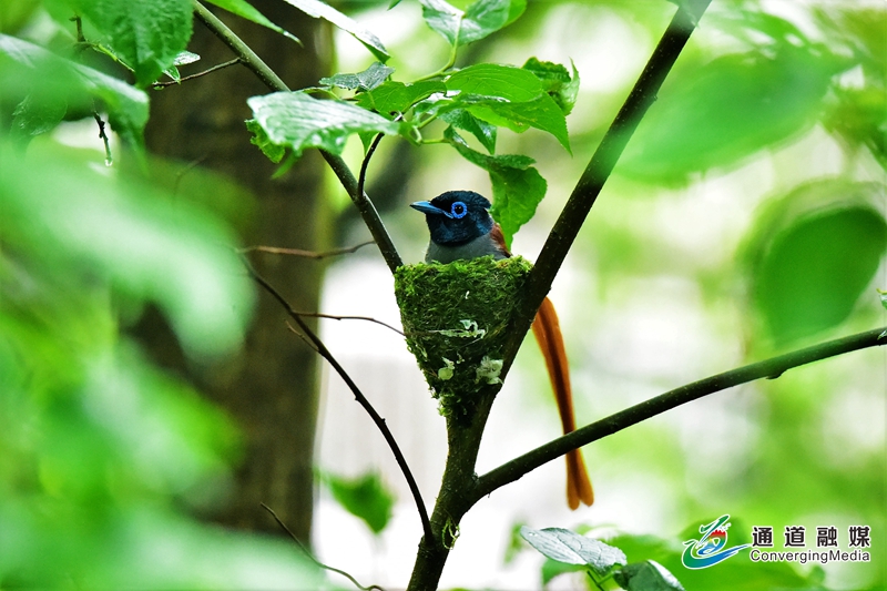 2-筑巢繁衍.jpg 2-筑巢繁衍.jpg