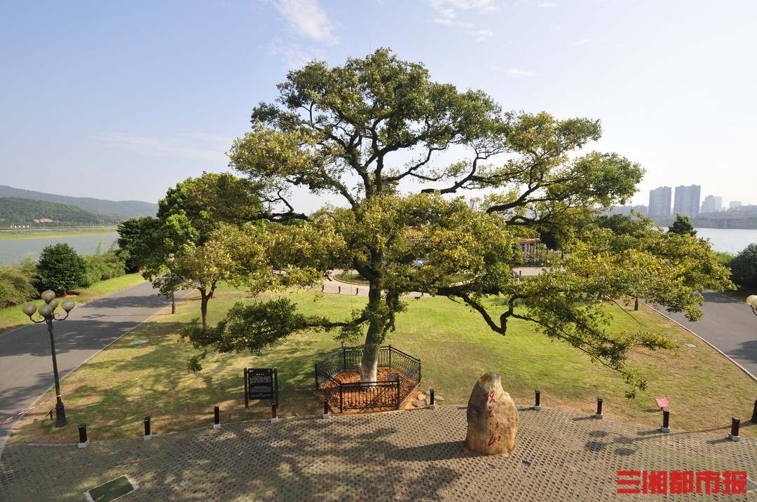 也跨过百年时间与这棵古朴树